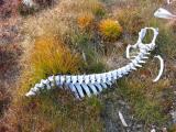  Muskox Spinal Column