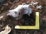 Musk Ox Headbone