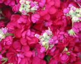 Stock in a flower market