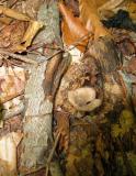 Craterellus cornucopioides and leaves