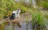 VanLoch Kitty On The Beach