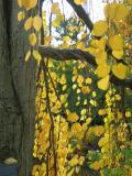 Weeping Katsuura Tree, Autumn