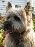 Golden Cairns Terrier: Otis with tongue