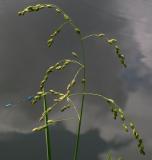 Neon & pond clouds