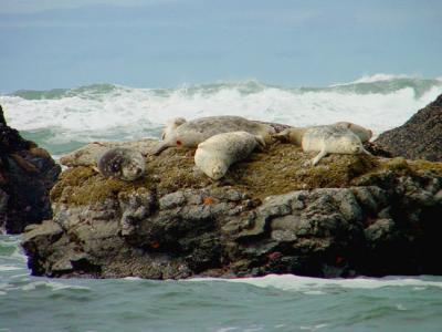 Seal Rock seals