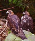 Golden Eagles