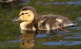 First Swim