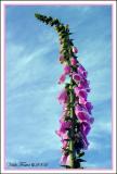 Fox Glove