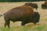 American-Bison