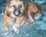 Missing Dog Xiong Xiong