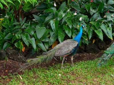 Pea Fowl