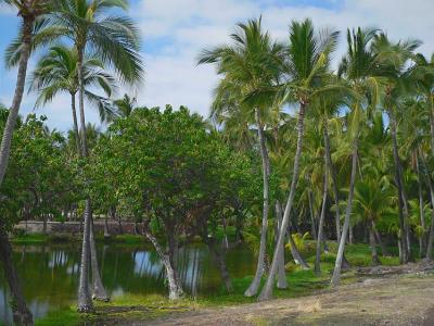 Mauna Lani Fish Ponds #3