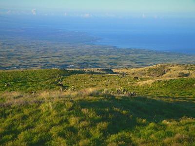 North Kohala #2