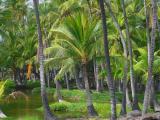 Mauna Lani Fish Ponds #4