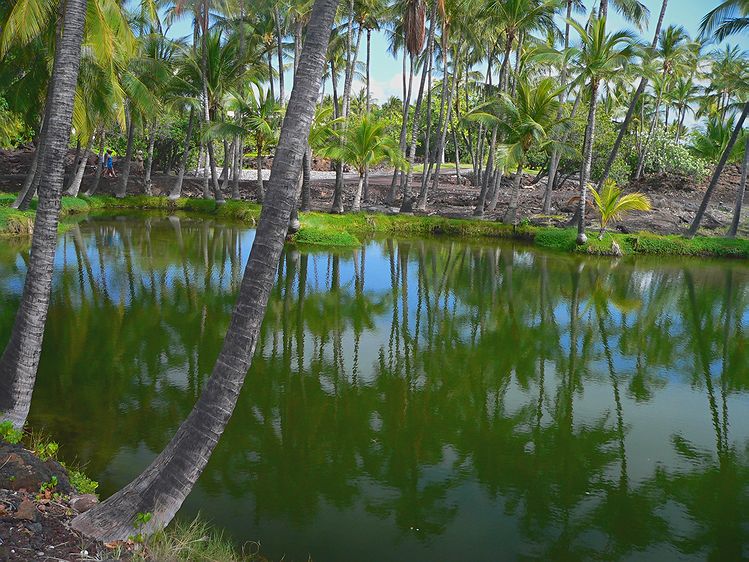 Mauna Lani Fish Ponds # #1