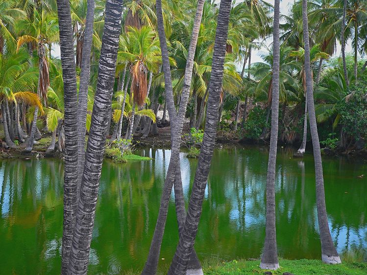 Mauna Lani Fish Ponds #2