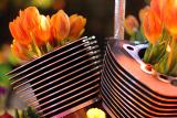 Mar 13: Flowers by David