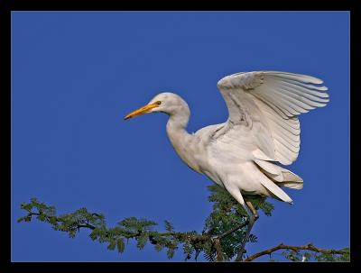 Egret