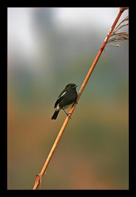 Male Pied Bush Chat