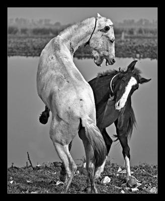 Horses Fighting
