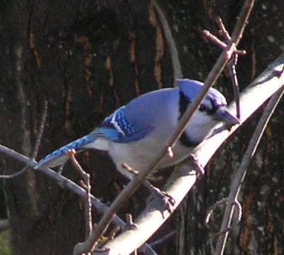 u49/vitina/medium/36284966.bluejay.jpg