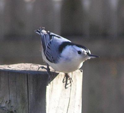 u49/vitina/medium/36298186.nuthatch.jpg