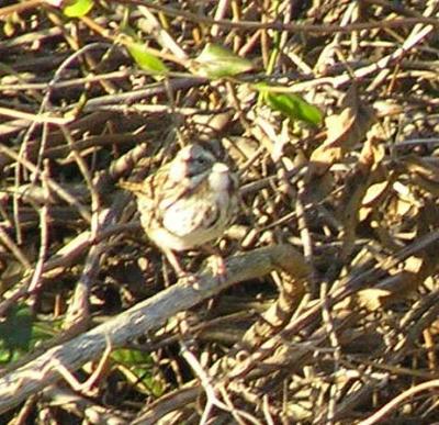 u49/vitina/medium/36298195.whitethroated.jpg