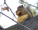 ISU College of Engineering squirrel, fat P1010033.jpg