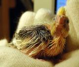 Lindbergh the baby cockatiel DSC_3779.jpg