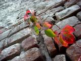 Fall Colors