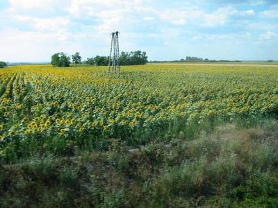 Sun Flower Field, Hungary