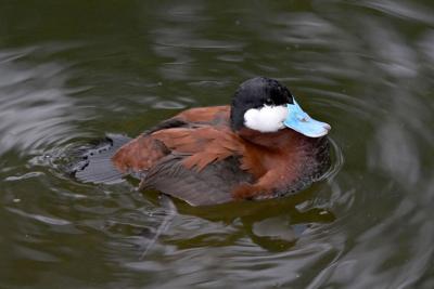 Ducks