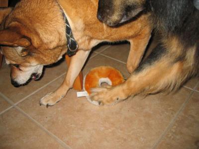bagel skirmish