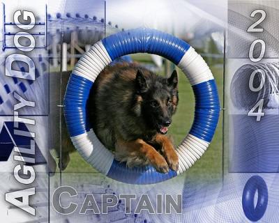 Captain - Agility Dog