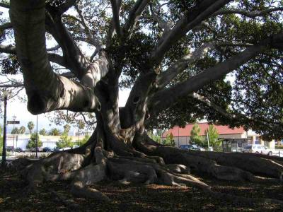 SantaBarbara -- Old Fig Tree 02.jpg