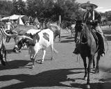 cattle drive 3