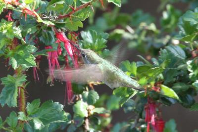 Anna's Hummingbird & Gooseberry