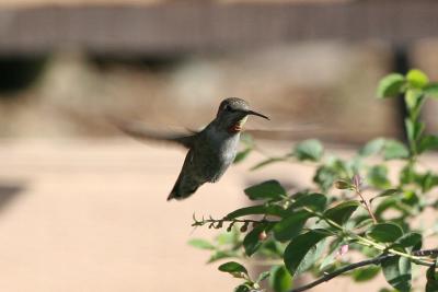 Anna's Hummingbird hovering