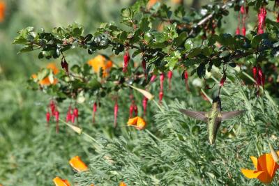 Anna's Hummingbird, Gooseberry and California Poppy