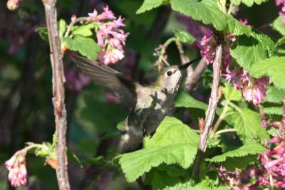Anna's Hummingbird & Flowering Currant