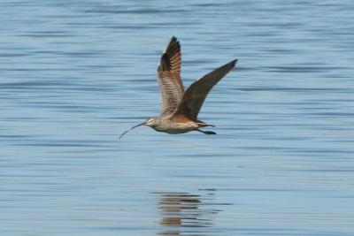 Curlew Flying