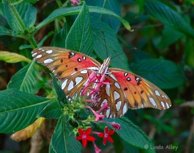 gulf fritillary