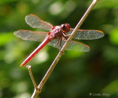 neon skimmer male