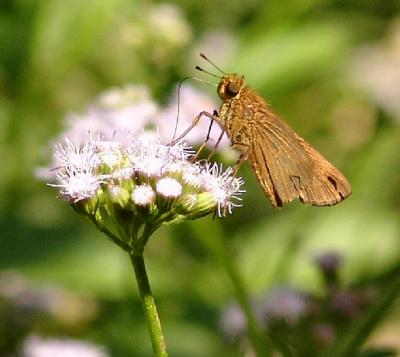 possible dun skipper