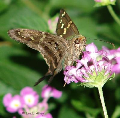 longtailed