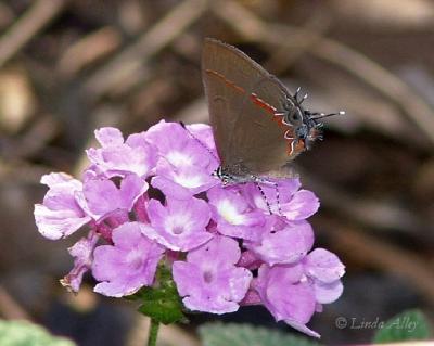 red-banded hairstreak