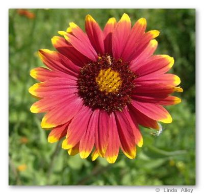 indian blanket