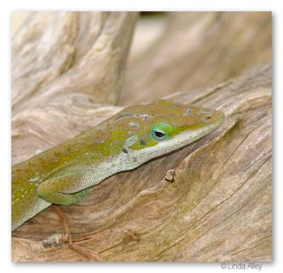 anole