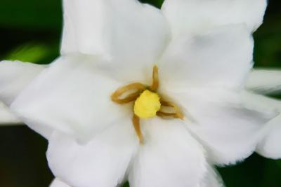 FlowerPastel 72  00037.jpg