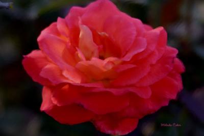 Rose 72 PS2  00061.jpg